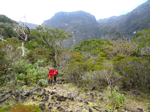 On rencontre très vite les premiers tamarins des Hauts
