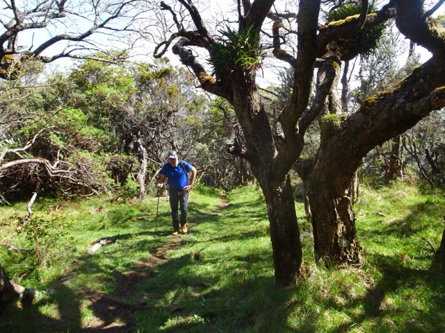Nombreuses portions plates sous les petits tamarins