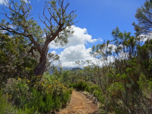 Le GRR2, très large, longe un affluent du Grand Bras de Pontho