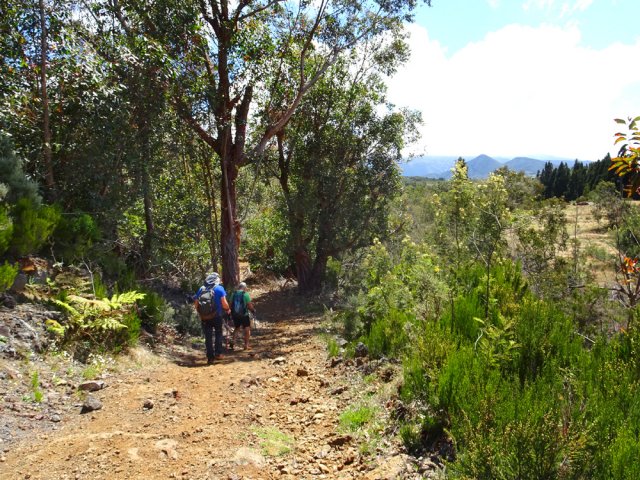 Beaucoup d'eucalyptus et acacias noirs le long du GR