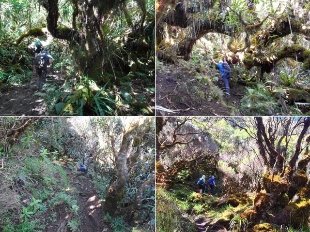 Très hautes marches et zones moussues fréquentes