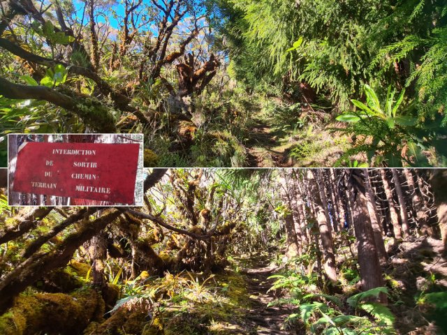 Les cryptomerias de la zone militaire face à la forêt primaire