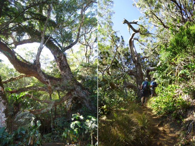De beaux arbres bordent le sentier