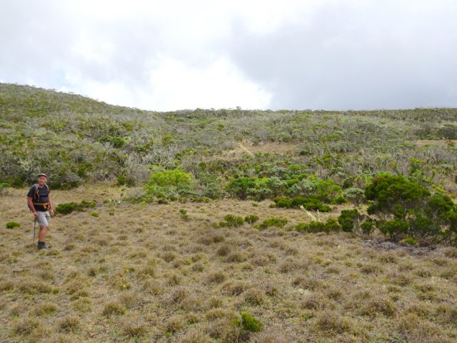 Les prairies où paissent les cerfs de Java une fois le soir tombé