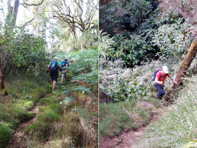 Raccourci menant au gîte de la Plaine des Chicots