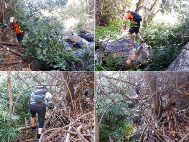 La remontée est sportive mais pas impossible malgré la liane papillon