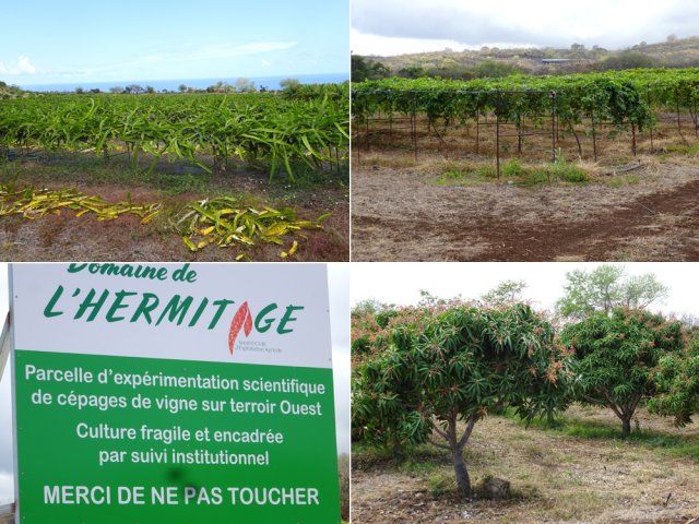 Traversée d'une vaste zone de culture dont celle récente de la vigne