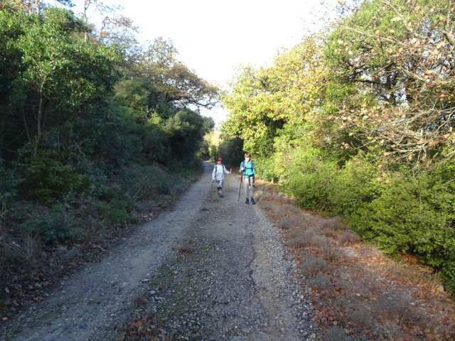 La route forestière, presque plate, est une jolie balade