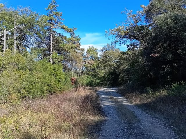 Elle traverse une forêt de chênes verts et de pins
