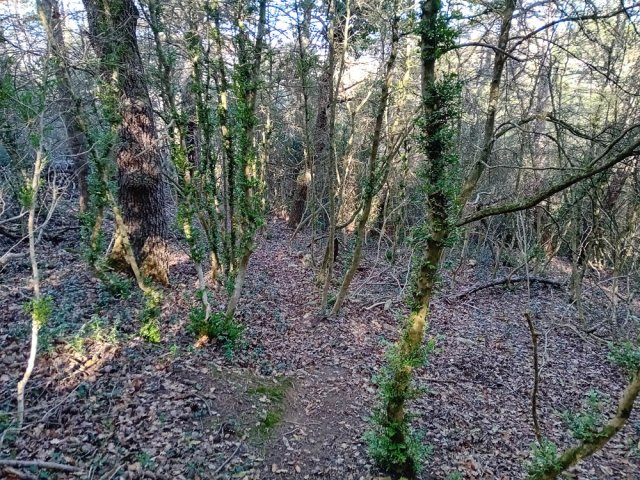 Début de la descente dans les buis et chênes verts