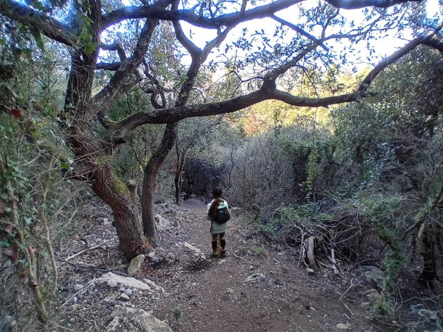 On rencontre de magnifiques chênes tortueux