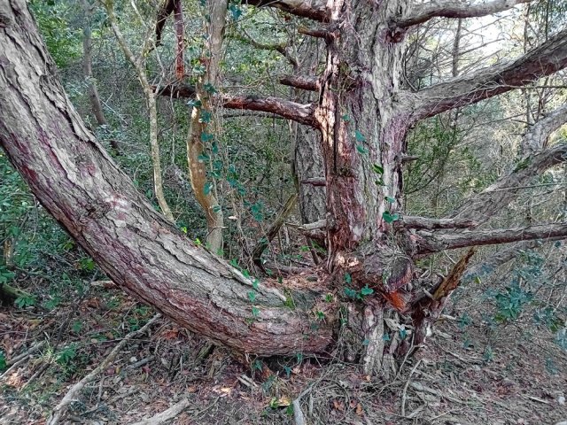 Les pins ne sont pas de reste pour rivaliser de beauté sauvage