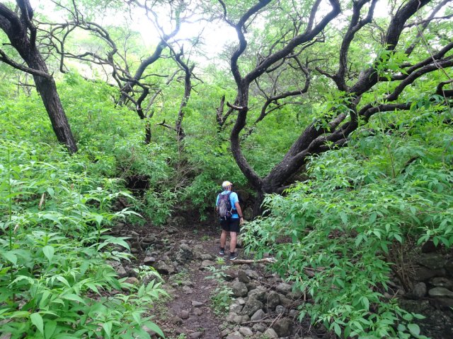 Le sous-bois est envahi de tecomas (Bois pissenlit)