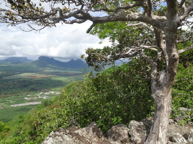 On rencontre de beaux spécimens d'arbres endémiques