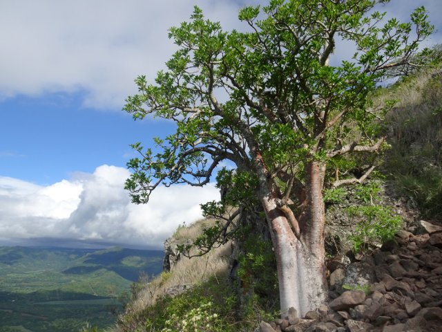 Nouvel arbre caractéristique en bordure de sentier