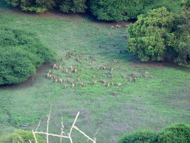 Grands troupeaux de cerfs dans les prairies du bas de la vallée