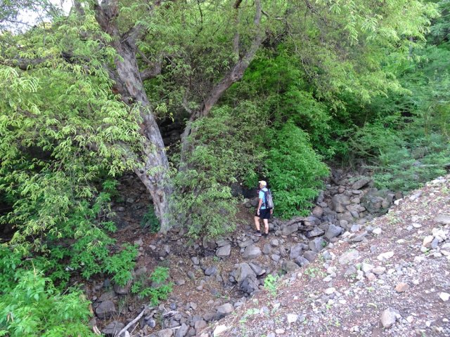 Ne pas manquer le sentier débutant sous le grand tamarin