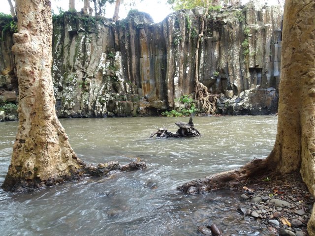 Les arbres résistent aux crues