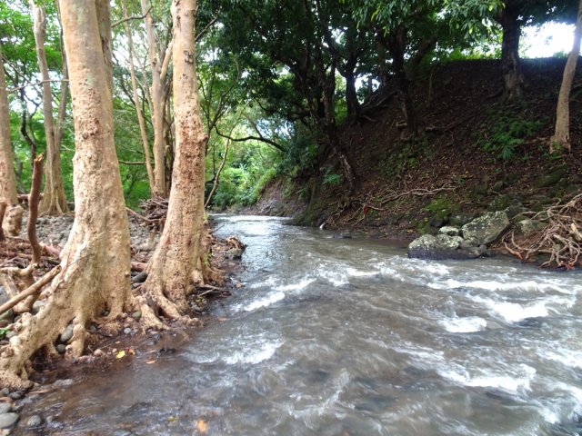 La Rivière Savanne poursuit son cours vers l'océan tout proche