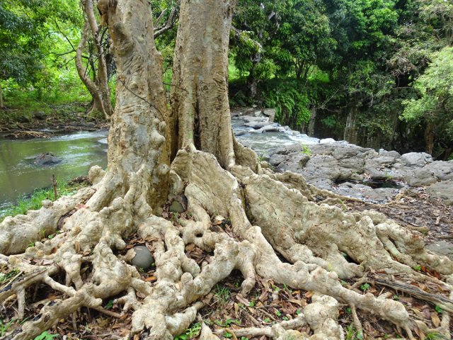 Les arjans des Indes ont des formes parfois extraordinaires