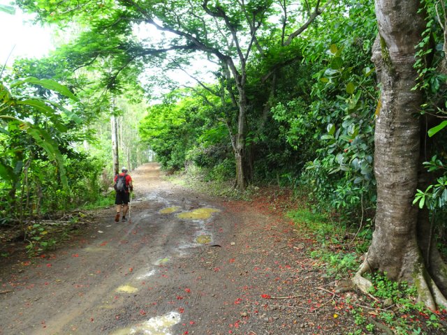 Agréable piste en lacets sous les flamboyants