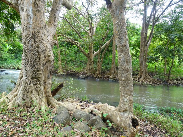 La rivière est calme en amont