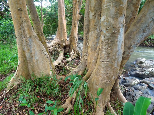 D'autres arjans des Indes caractéristiques