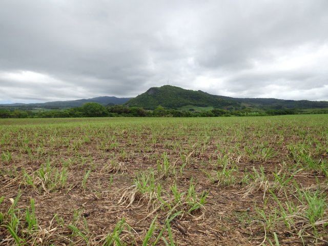 Il est préférable d'effectuer la randonnée avant la coupe de la canne