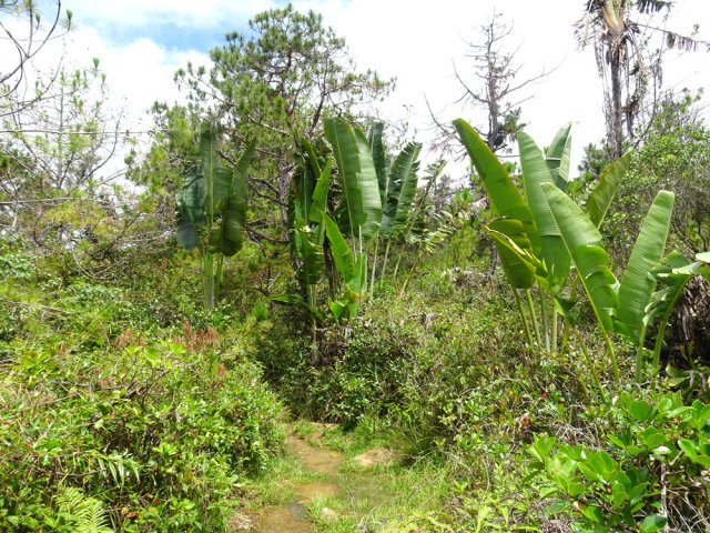 Zone humide avec quelques ravenelles