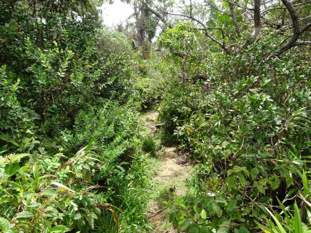 Une occasion d'étudier la flore de Maurice