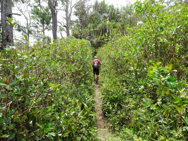 Les pins sont envahis de nombreuses plantes invasives