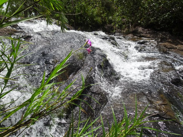 La cascade débute par des toboggans bordés d'orchidées bambous