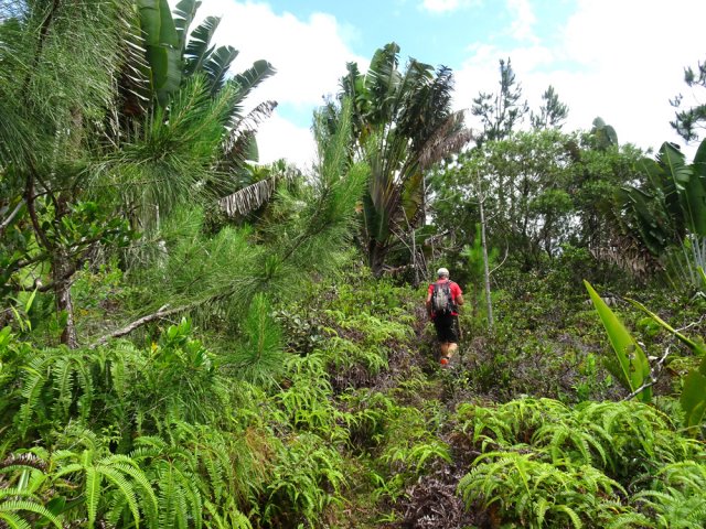 De plus en plus de fougères dans les pins et ravenelles