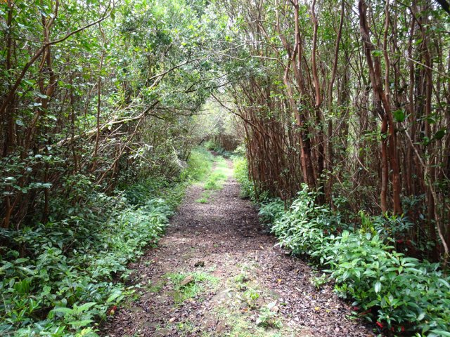 Les goyaviers, toujours aussi nombreux dans la réserve
