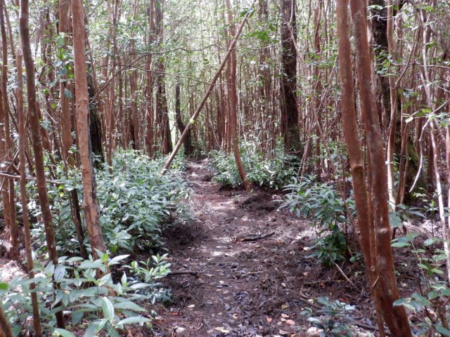 Pas de difficulté pour suivre la trace étroite