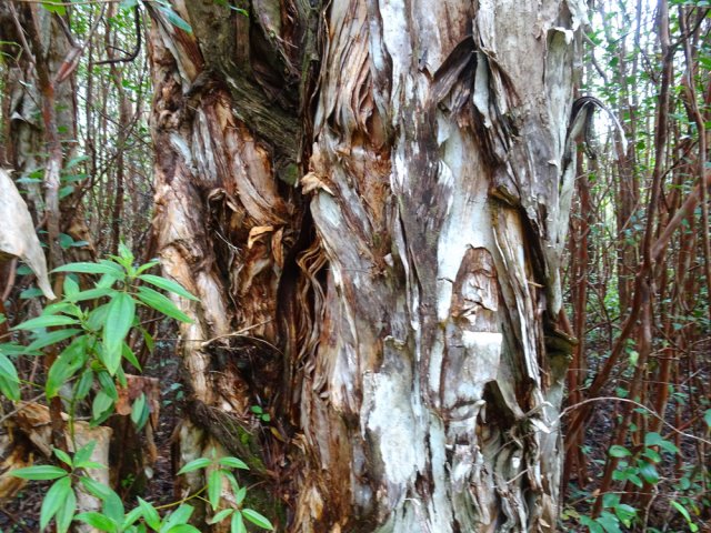 Superbes niaoulis en bordure de piste