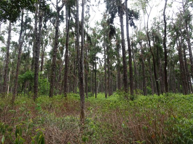 On longe également de vastes forêts de pins