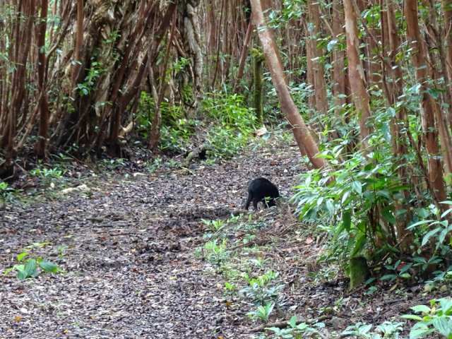 Un jeune cochon sauvage peu effrayé par l'arrivée des randonneurs