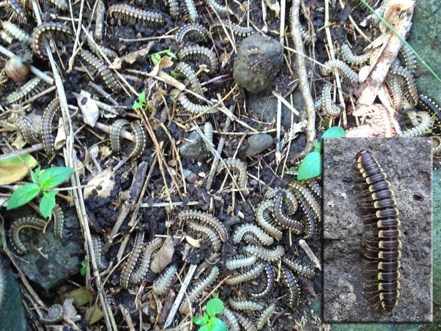 Des milliers de mille pattes à épaulettes difficiles à éviter