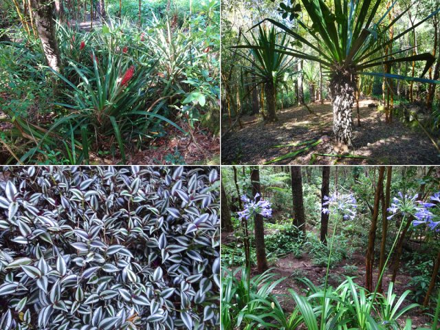 Les cases et habitants ont disparu mais les fleurs s'épanouissent encore