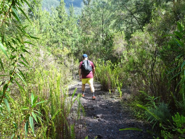 Les grandes fougères annoncent l'arrivée aux différentes ravines