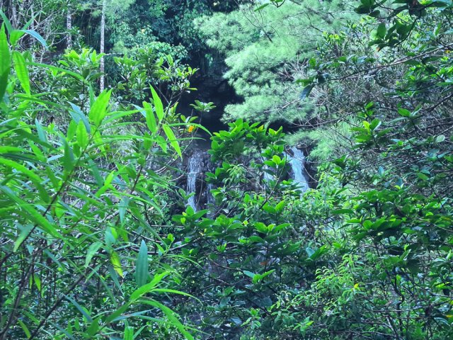 La végétation empêche de profiter du spectacle