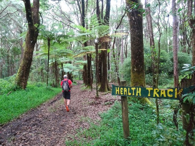 Début du Sophie Natural Walk sous les grandes fougères