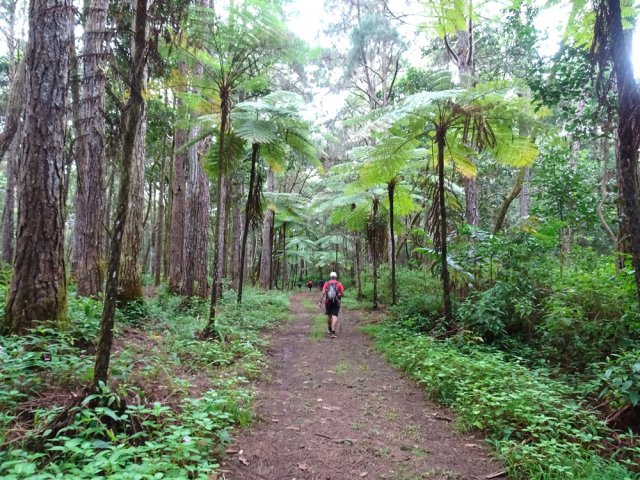 Sentier totalement plat à travers les grands pins