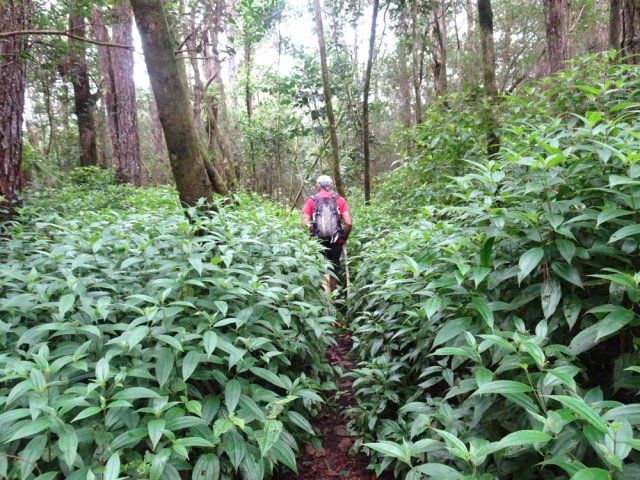 Le passage est envahi par endroits