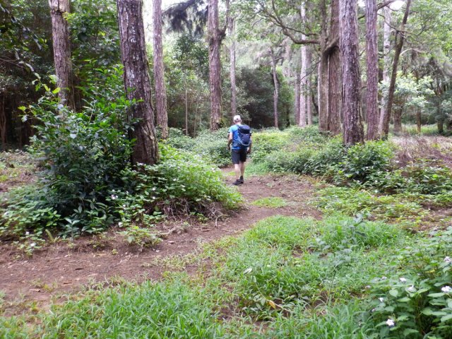 Le sentier serpente entre les grands conifères