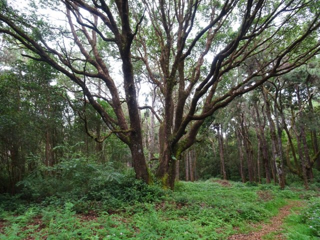 Quelques grands arbres poussent entre les pins