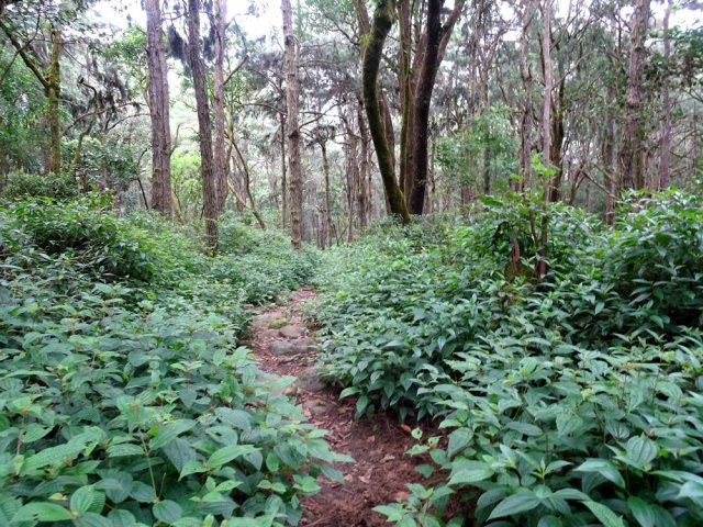 Le tabac bœuf a envahi tout le sous-bois