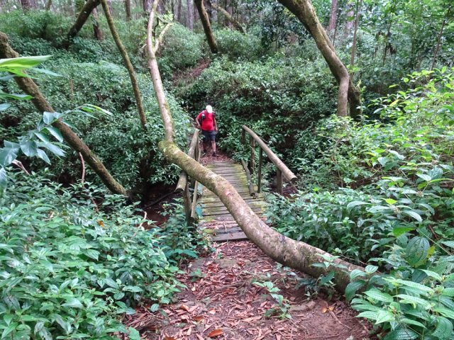 Heureusement, il n'y a pas que des pins