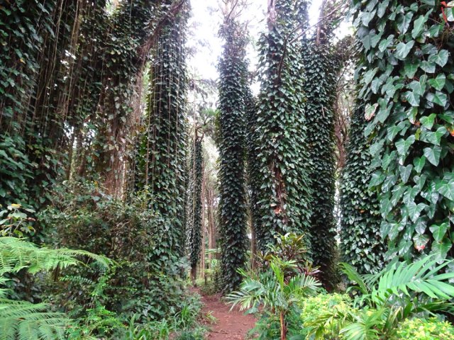 Les philodendrons ont recouvert tous les arbres